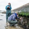 ɫ researchers examining artificial rockpools in Poole Harbour